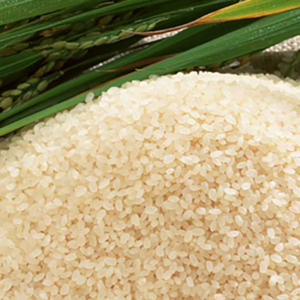 Japonica Rice